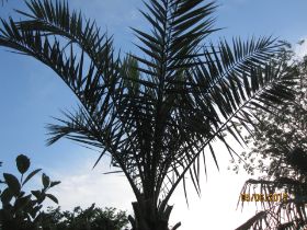 IMG_0055.JPG